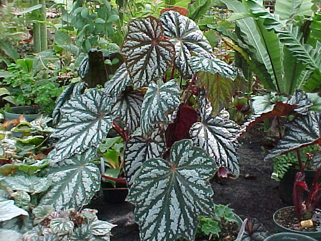 B. ‘Deco Wonder’